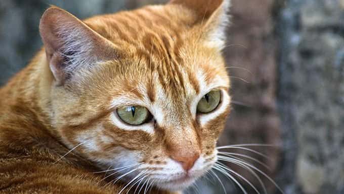 1602442850 475 Datos sobre los gatos curiosidades sobre los increibles gatos atigrados