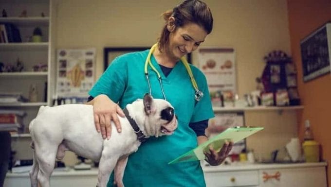 Joven veterinario feliz leyendo documentos médicos de un Bulldog.