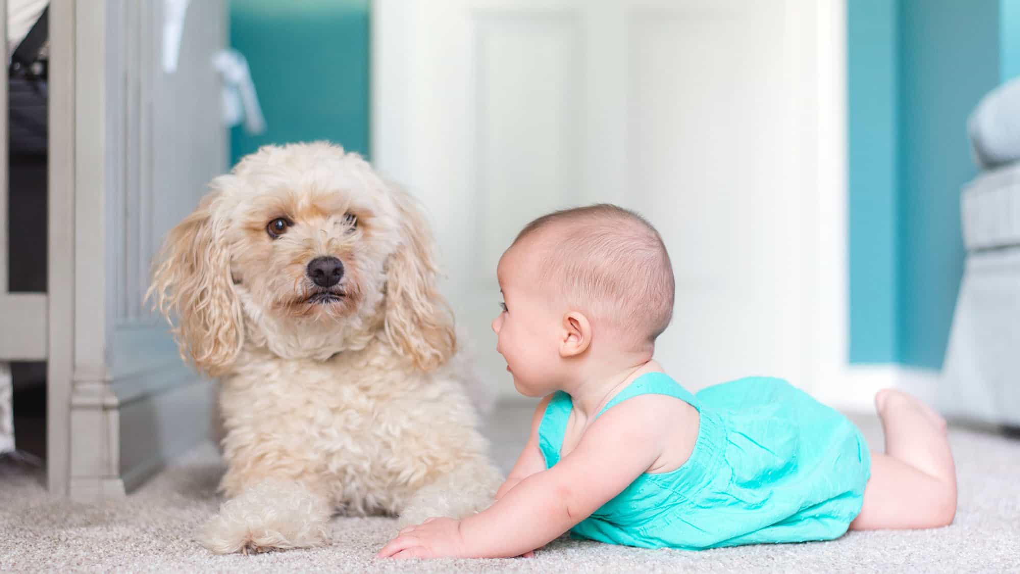 How To Introduce Dog To Baby Feature