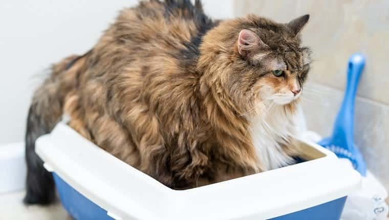 Infecciones de vejiga en gatos sintomas causas y tratamientos