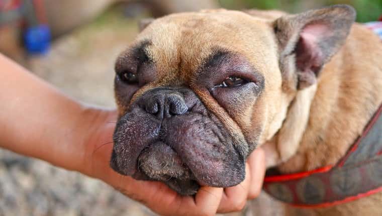Ojos hinchados en perros sintomas causas y tratamientos