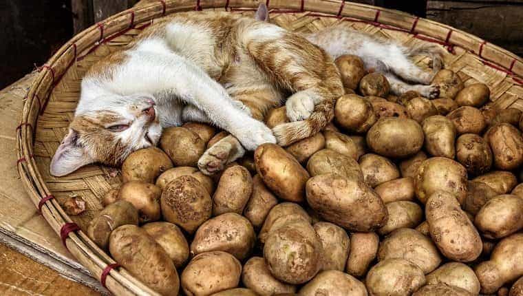 Pueden los gatos comer patatas ¿Son las patatas seguras para