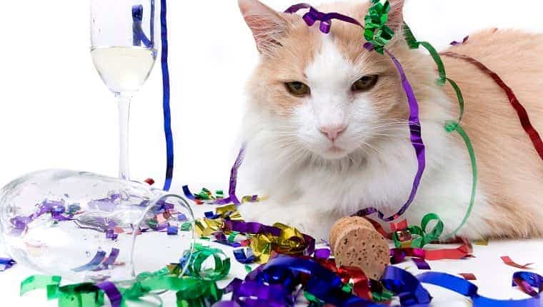 Feliz Ano Nuevo Gatos divertidos cantan Auld Lang Syne VIDEO