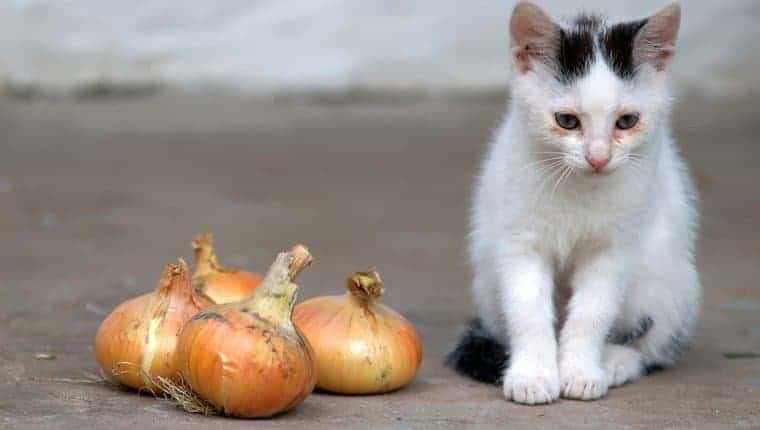 Pueden los gatos comer cebollas ¿Son las cebollas seguras para