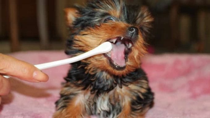 Primer plano de cepillarse los dientes de perro