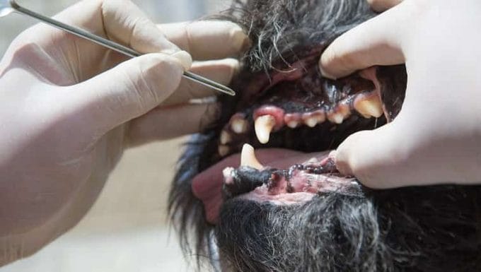 El veterinario está utilizando la herramienta para tratar la gingivitis en la boca abierta del perro bajo anestesia.