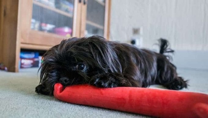 Un joven perro Shorkie (cruce de Yorkshire Terrier y Shih Tzu) mastica un juguete rojo en la casa familiar