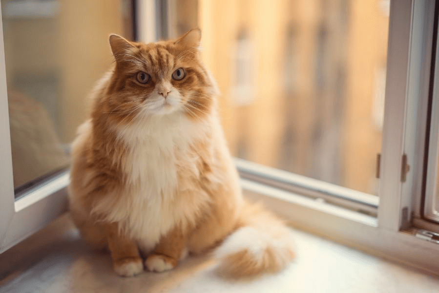 Como ayudar a su gato a perder peso Wiki Util
