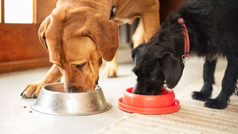 Diferentes necesidades de razas aprenda las diferencias nutricionales para perros