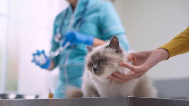 Llevar a tu gato al veterinario es necesario ¡pero tambien