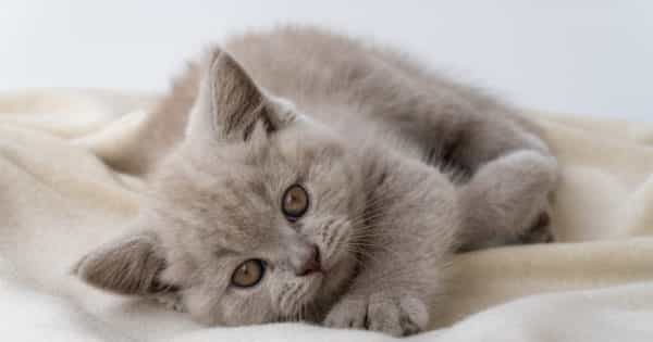bigstock british shorthair cat cat smo 379965964