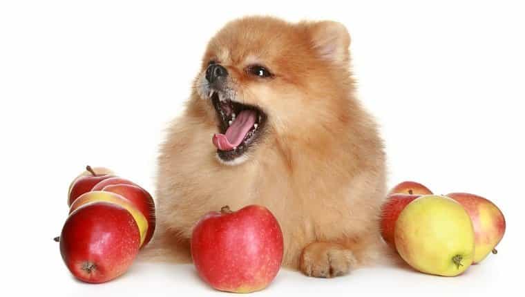 can dogs eat apples 3