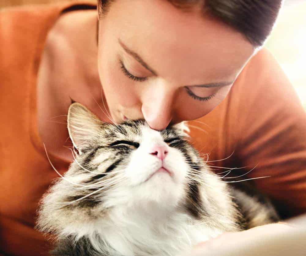 Alergico a los gatos La nueva comida para gatos reduce