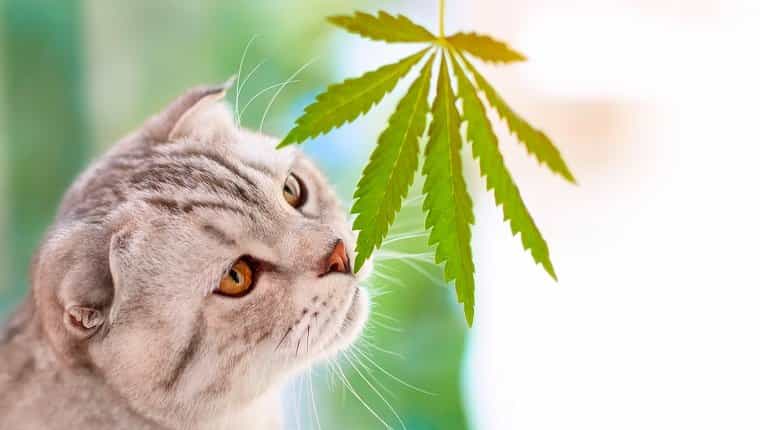 Puede la marihuana medicinal ayudar a los gatos