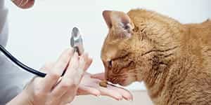 how to find a vet for your cat sm