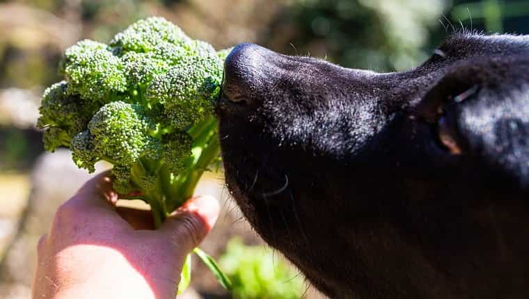 Pueden los perros comer brocoli ¿El brocoli es seguro para