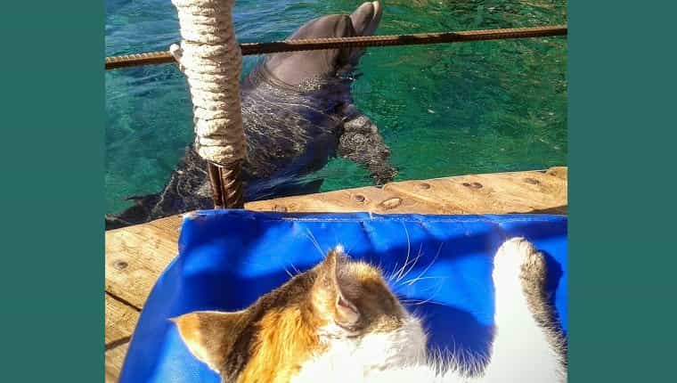 Mascotas Arthur el gato se hace amigo de los delfines