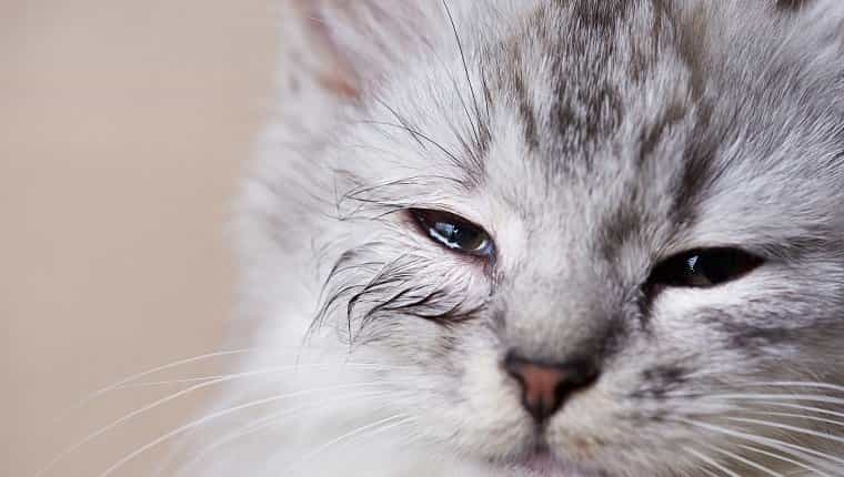Secrecion ocular en gatos sintomas causas y tratamientos