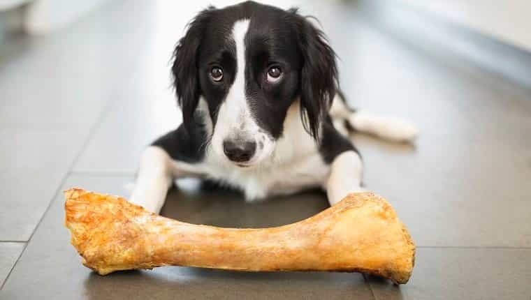 bones safe for dogs 1