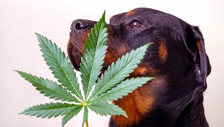 dog ate marijuana 1