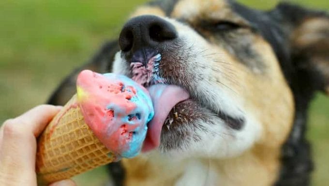 Close-up de un perro pastor alemán lamiendo un cono de helado de colores del arco iris en un día de verano