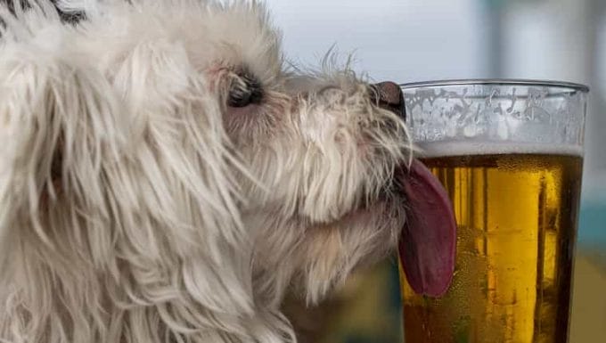 Vista lateral de un perro blanco lamiendo un vaso de cerveza