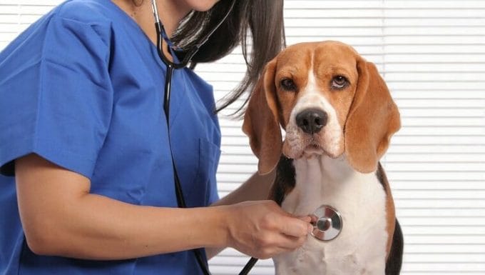 Lindo perro beagle haciendo un examen en la oficina del veterinario.  La atención se centra en el perro.  Algunas otras imágenes relacionadas: