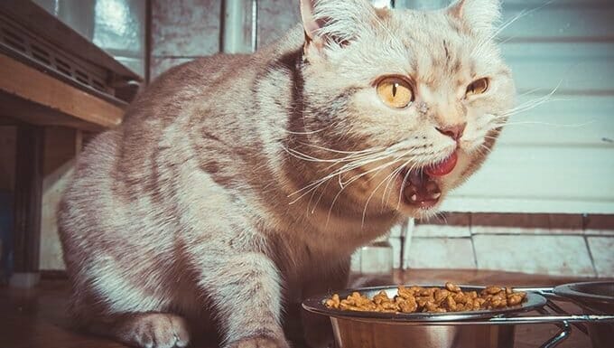 gato comiendo comida