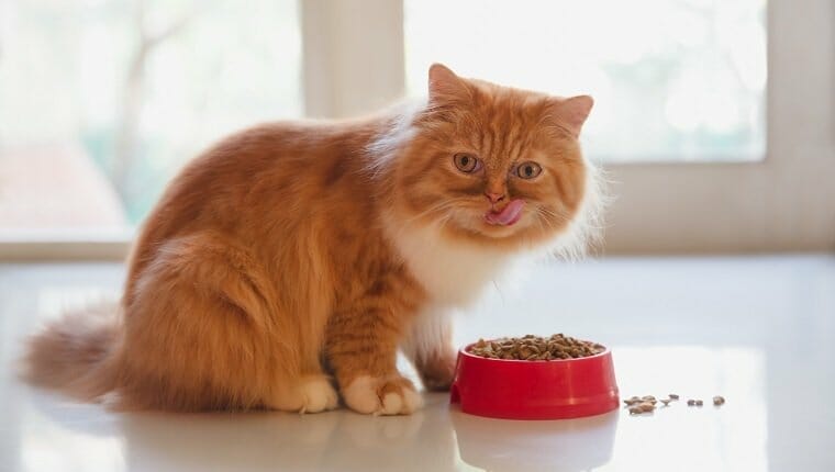 Como lidiar con un gato obsesionado con la comida