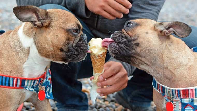 Pueden los perros comer helado ¿El helado es seguro para