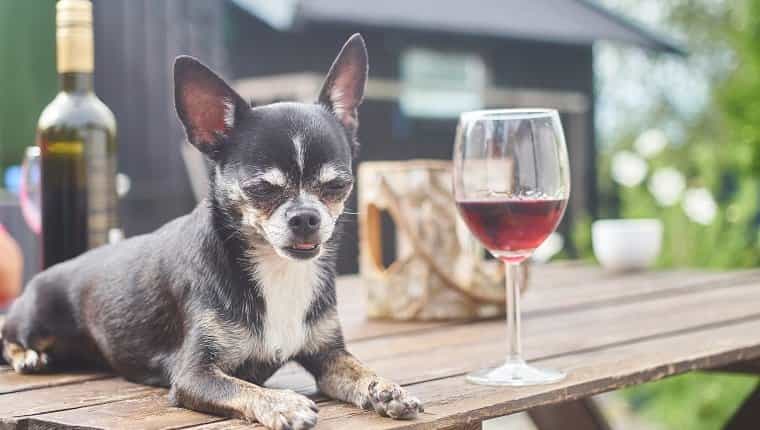 Que tan malo es el alcohol para los perros ¿Que