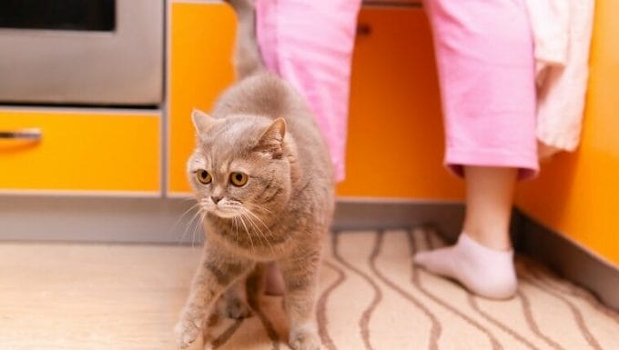 lindo gato escocés heterosexual caminando a los pies de su dueño en la cocina