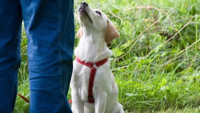 Cachorro Labrador Preste atención a su dueño en la escuela de perros.