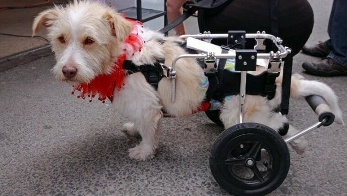 Perro paralítico paseando con un paseador de mascotas