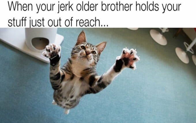 gato saltando con las garras afuera, el texto dice "cuando tu idiota hermano mayor sostiene tus cosas fuera de su alcance"