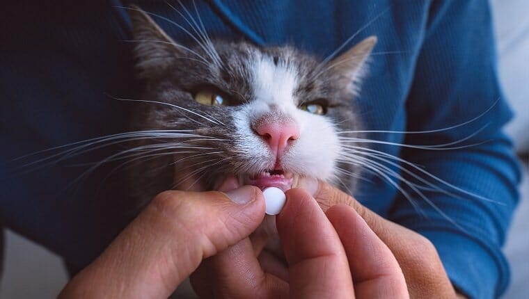 Zyrtec cetirizina para gatos usos dosis y efectos secundarios