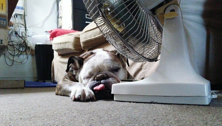 heat stroke dogs prevention 2