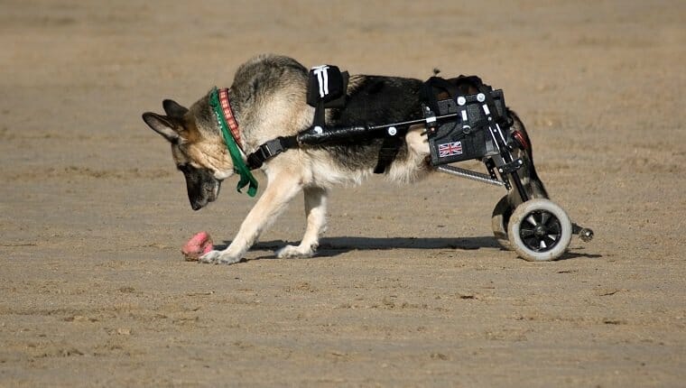 paralysis dogs 3