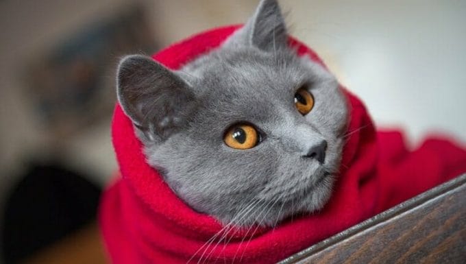 Gato envuelto en una manta roja, listo para los fríos días de invierno