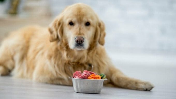 Un hermoso perro golden retriever está tirado en el suelo de una cocina.  Él está mirando a la cámara.  Tiene un plato de comida frente a él.