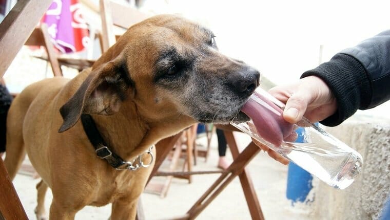 Pueden los perros beber agua carbonatada ¿El agua carbonatada es