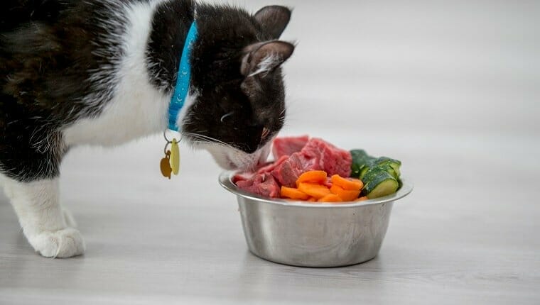 Que significa Oblige Carnivore ¿Pueden los gatos comer algo mas