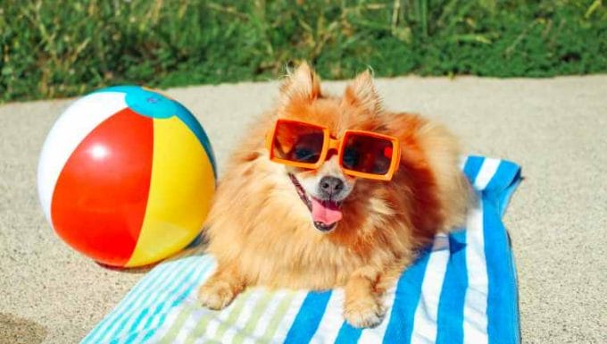 perro en toalla de playa en verano.  ¿Sudan los perros?