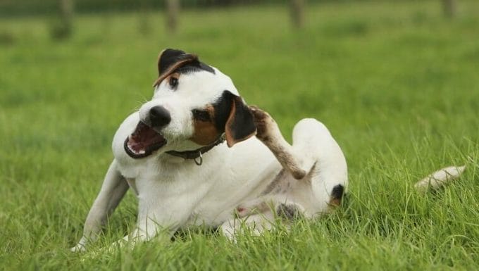 Jack Russell terrier (Canis lupus familiaris) rascarse, REINO UNIDO