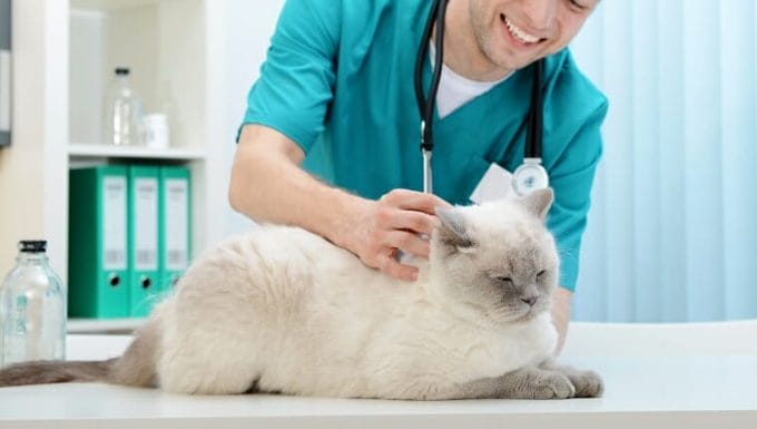 veterinario y un hermoso gato británico