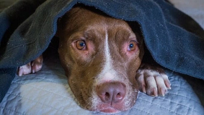 Perro asustado acostado en una cama con la cabeza debajo de una manta