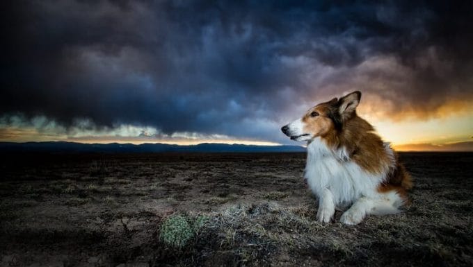 Un collie está sentado en un desierto en el sur de Colorado cuando se acerca una tormenta.