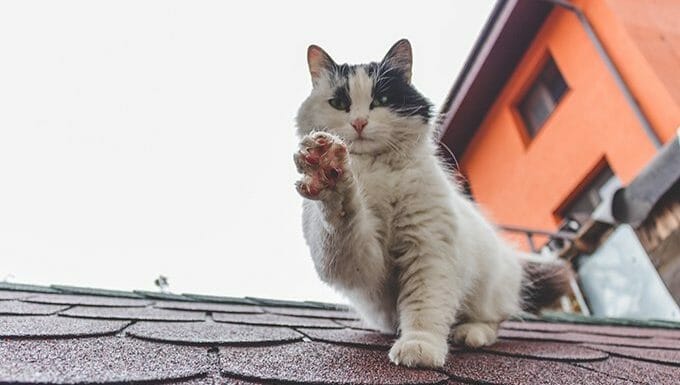 gato en el techo sosteniendo la pata
