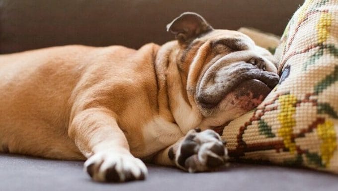 Bulldog inglés durmiendo en el sofá con una pequeña almohada de ganchillo debajo de la cabeza.