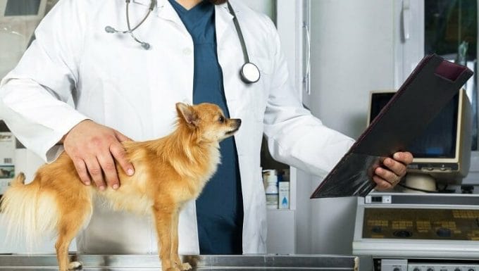 Veterinario examinando los documentos médicos de un perro.